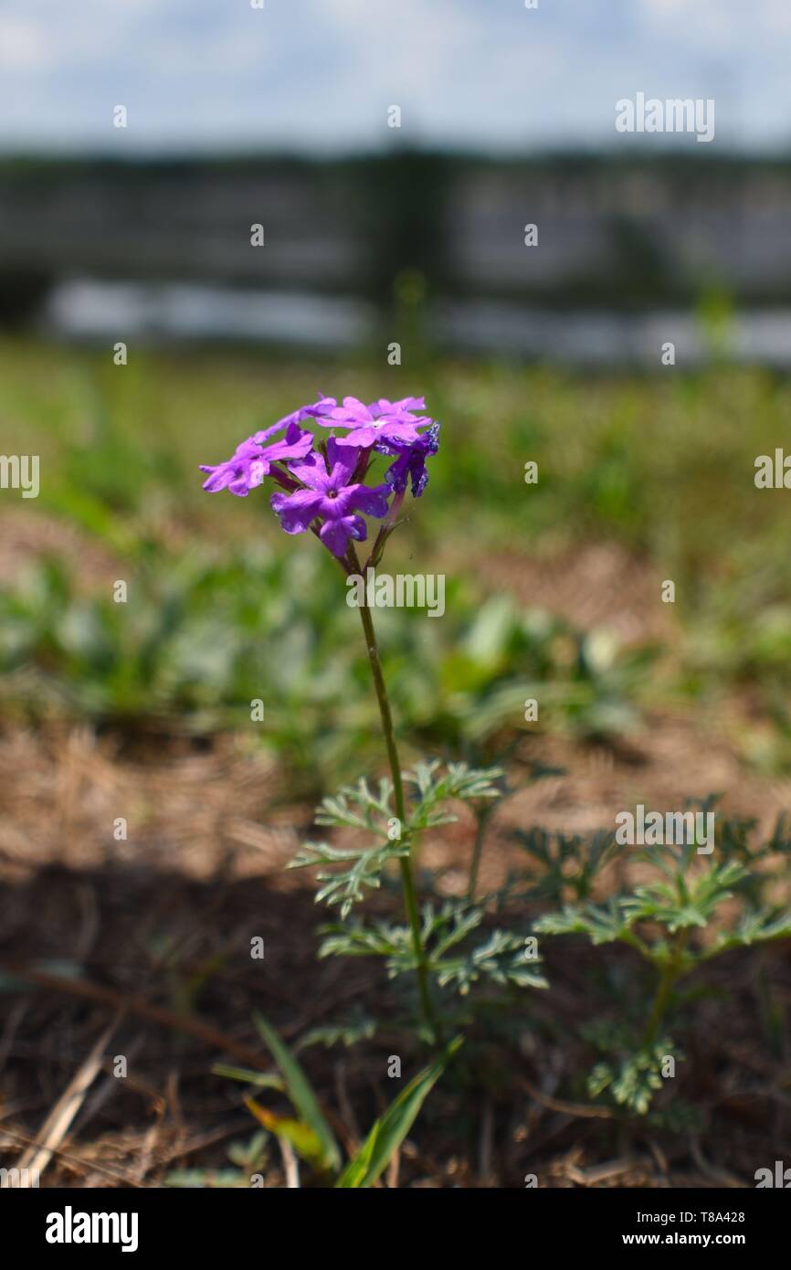 Fleurs violettes des marais Banque de photographies et d'images à haute  résolution - Alamy