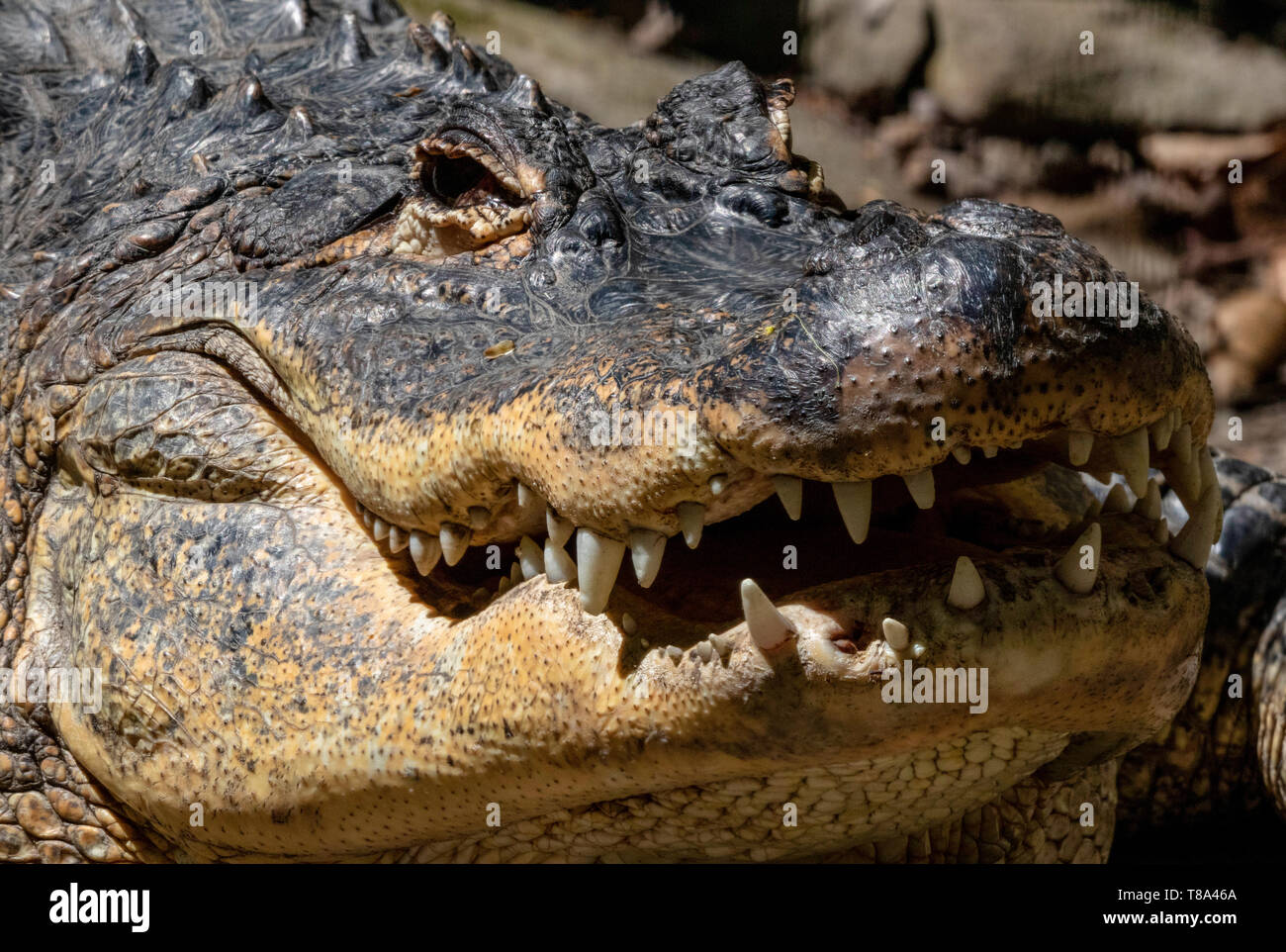 Crocodile au soleil Banque D'Images