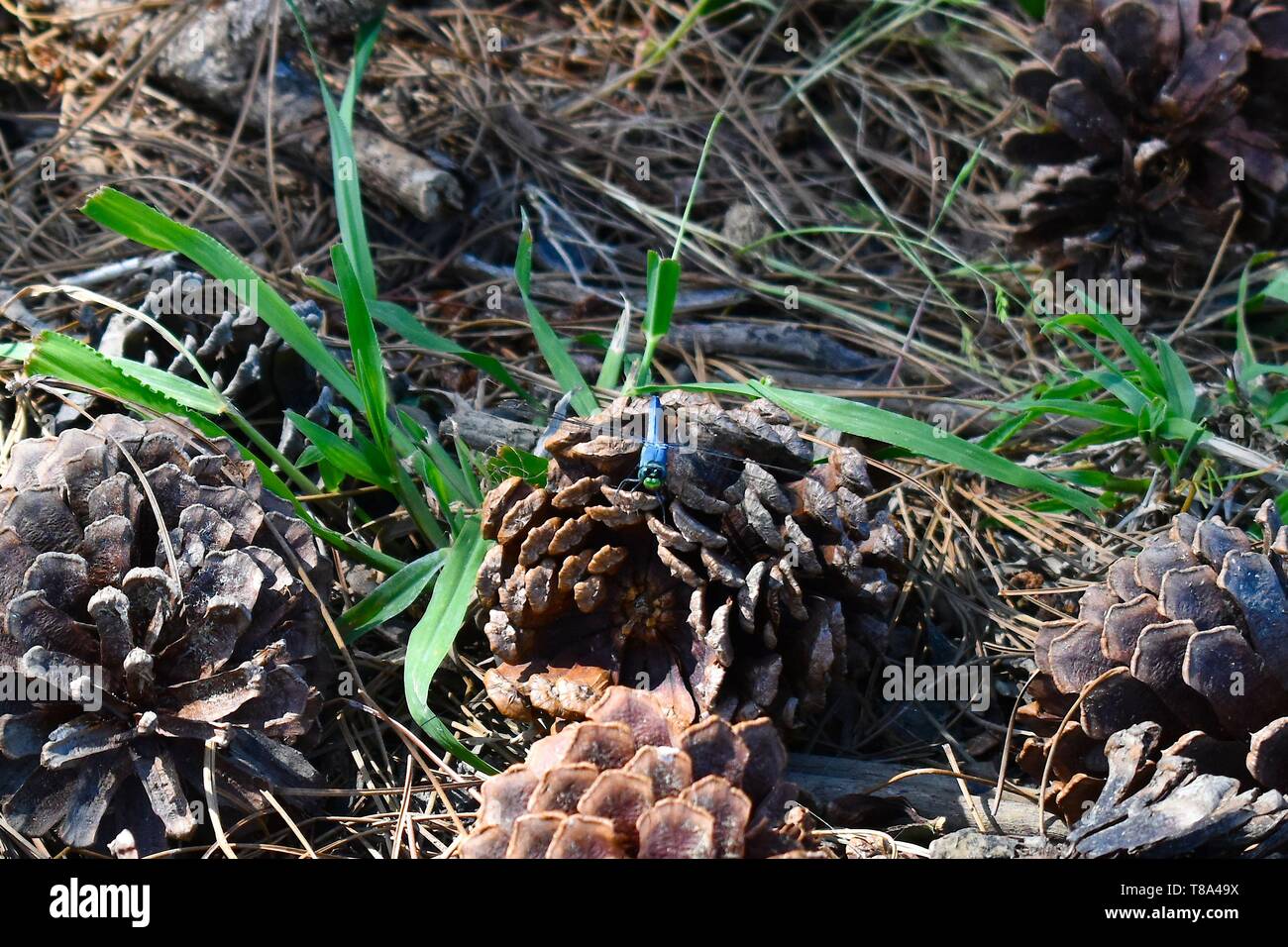 Un seul bleu libellule repose sur un cône de pin sur un sol de la forêt du sud. Banque D'Images