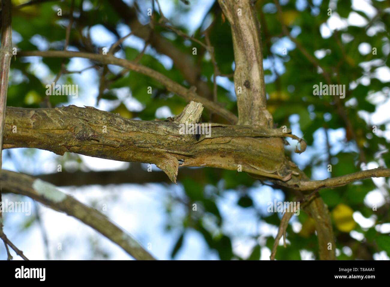 Une seule femelle noir et rouge love bug repose sur la branche d'un arbre à feuilles larges dans une forêt du sud. Banque D'Images