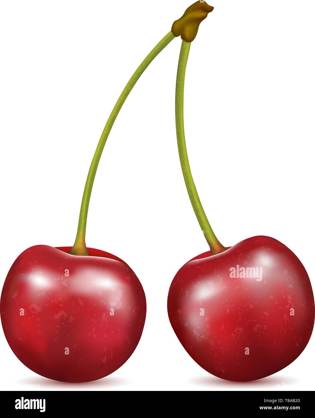 Deux baies cerises rouges sur fond blanc. Illustration de Vecteur