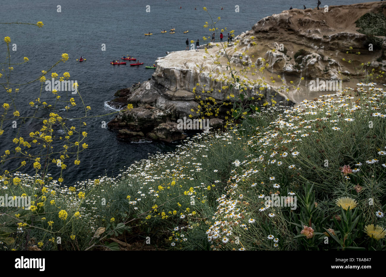 Le printemps dans tout l'affichage le long de la côte de Californie à San Diego, USA Banque D'Images