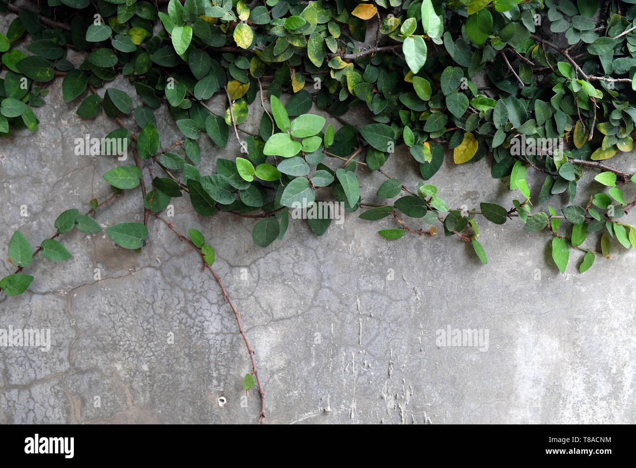 Fond vert naturel. Fig Ficus pumila (rampante) utilisés pour décorer les murs d'une maison. Banque D'Images