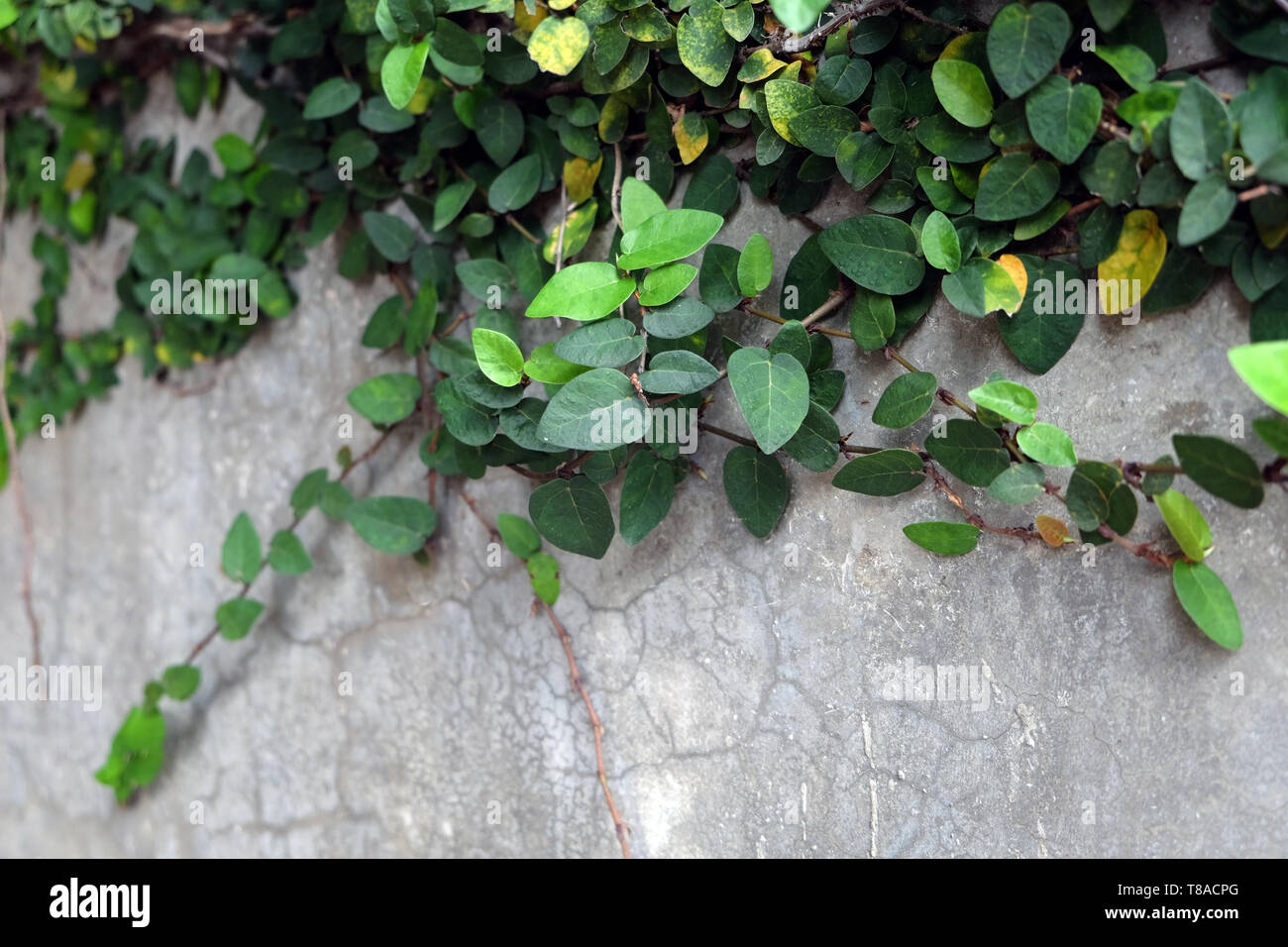 Fond vert naturel. Fig Ficus pumila (rampante) utilisés pour décorer les murs d'une maison. Banque D'Images