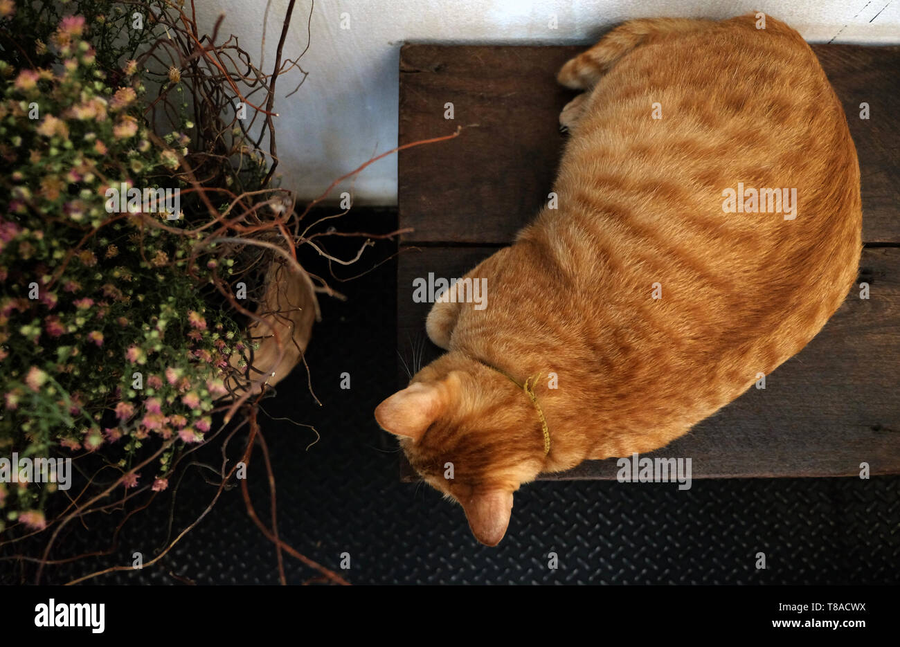 Cat détente sur la table en arrière-plan flou coloré, mignon chat drôle close up, reposantes, chat chat posant Banque D'Images