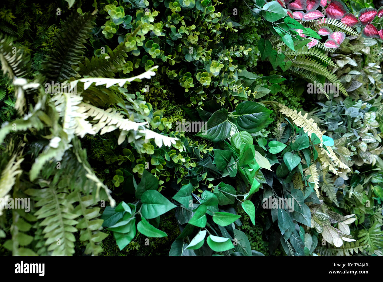 Les feuilles sont vert tropical sur le vert, l'arrière-plan de feuilles vertes, d'été ou printemps. Banque D'Images