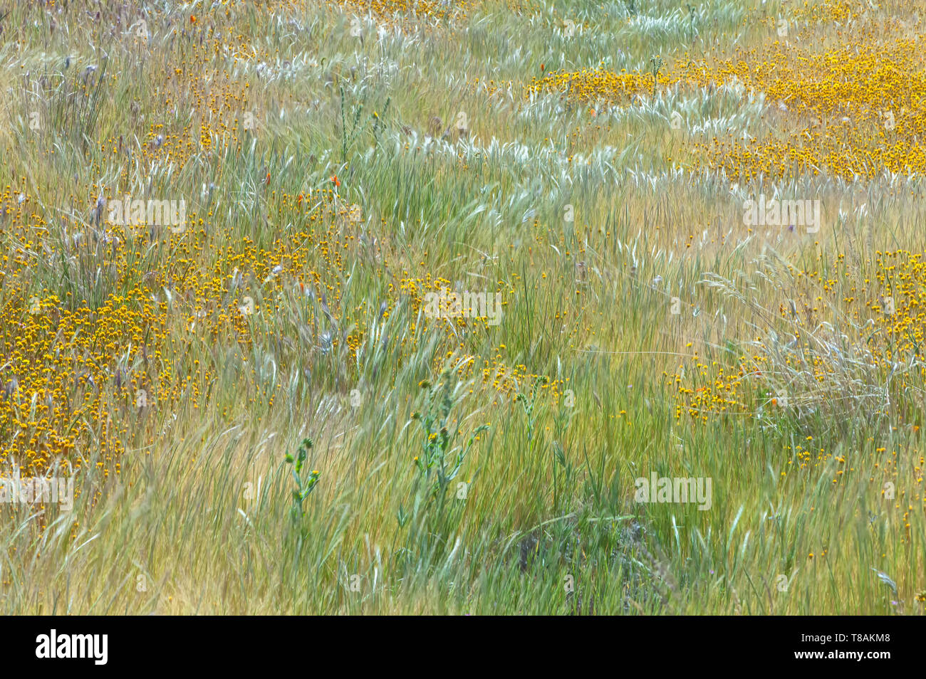 Californie diffusion goldfield wildflower dans les herbes sous légère brise, Antelope Valley California Poppy, California, USA Banque D'Images