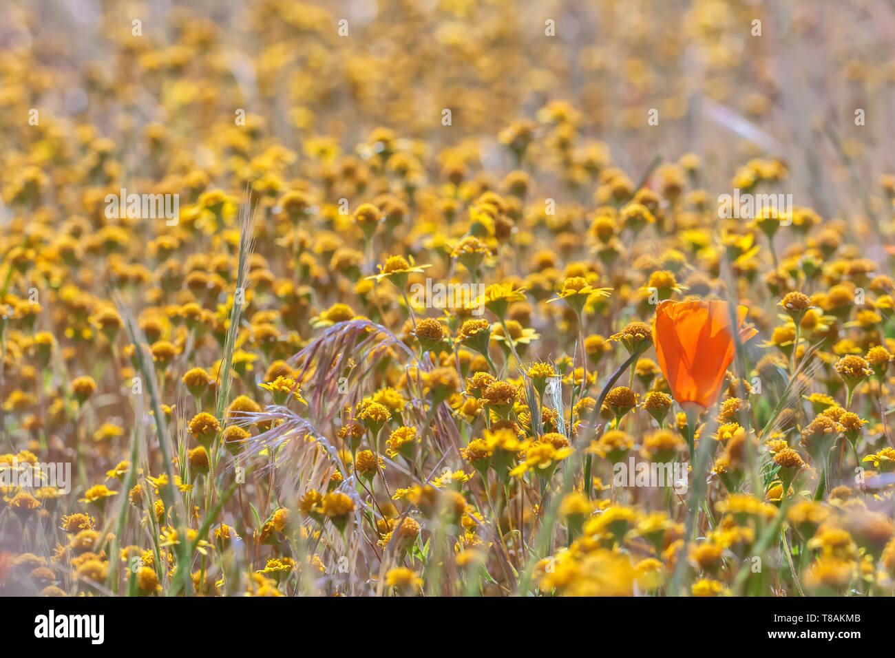 Domaine de la Californie en fleurs (Lasthenia californica), avec un pavot de Californie, au pavot Antelope Valley, CA, USA, au début du printemps. Banque D'Images