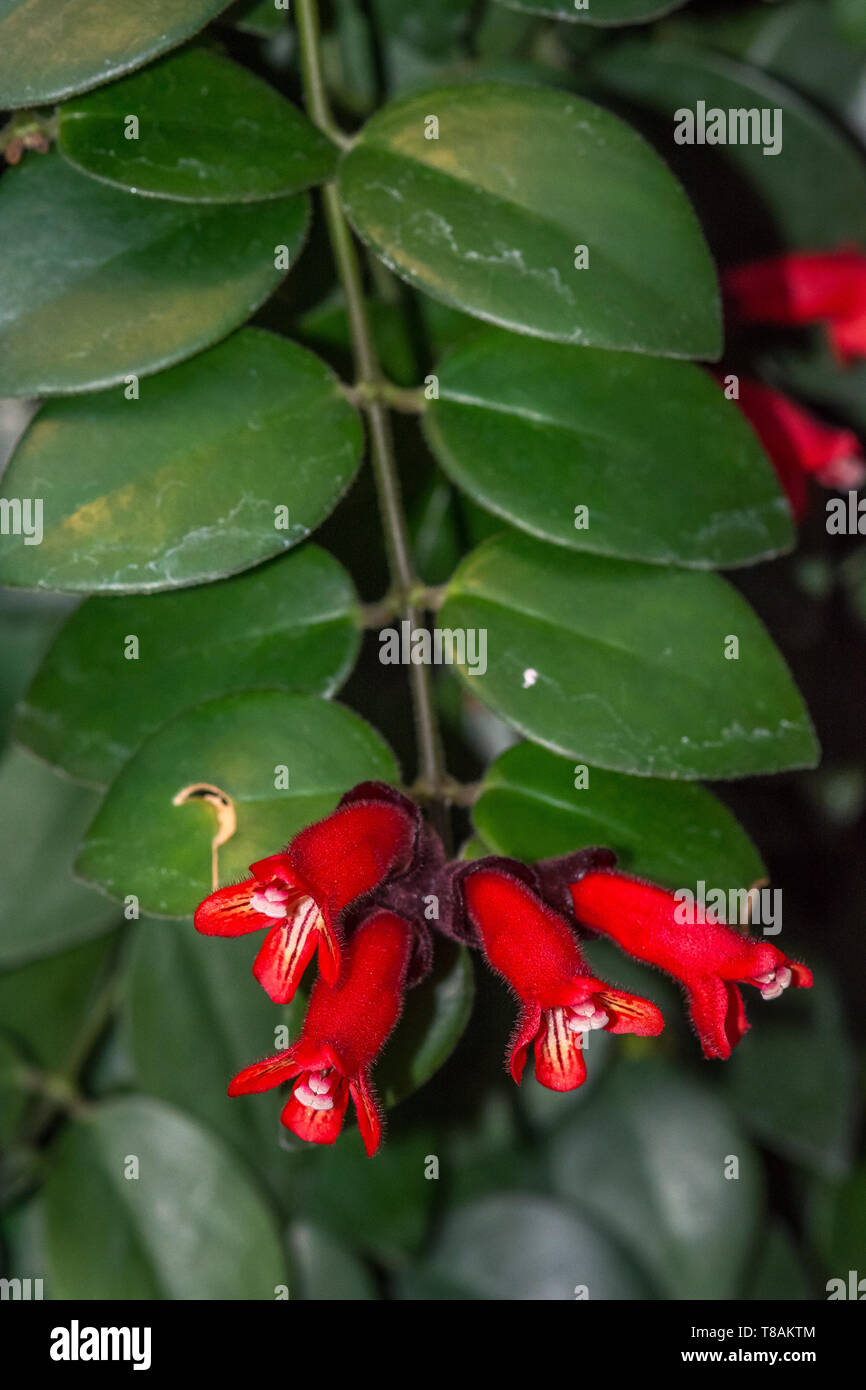 Macro-vision des Aeschynanthus radicans, également connu sous le nom de l'usine de rouge à lèvres, au Jardin botanique de Montréal, Québec, Canada. Banque D'Images