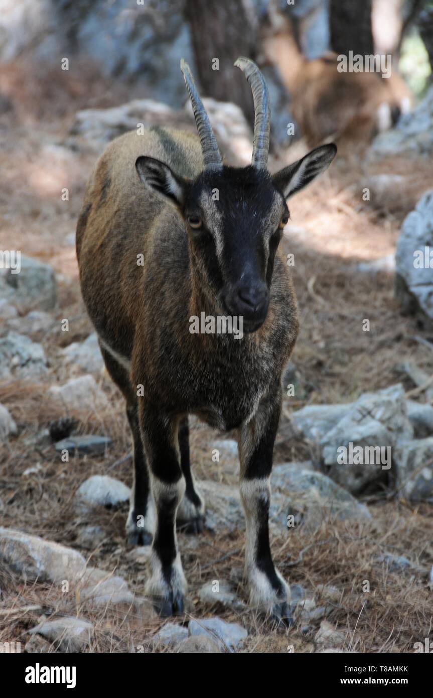Chèvre sauvage dans la gorge Samarià, Crete Banque D'Images