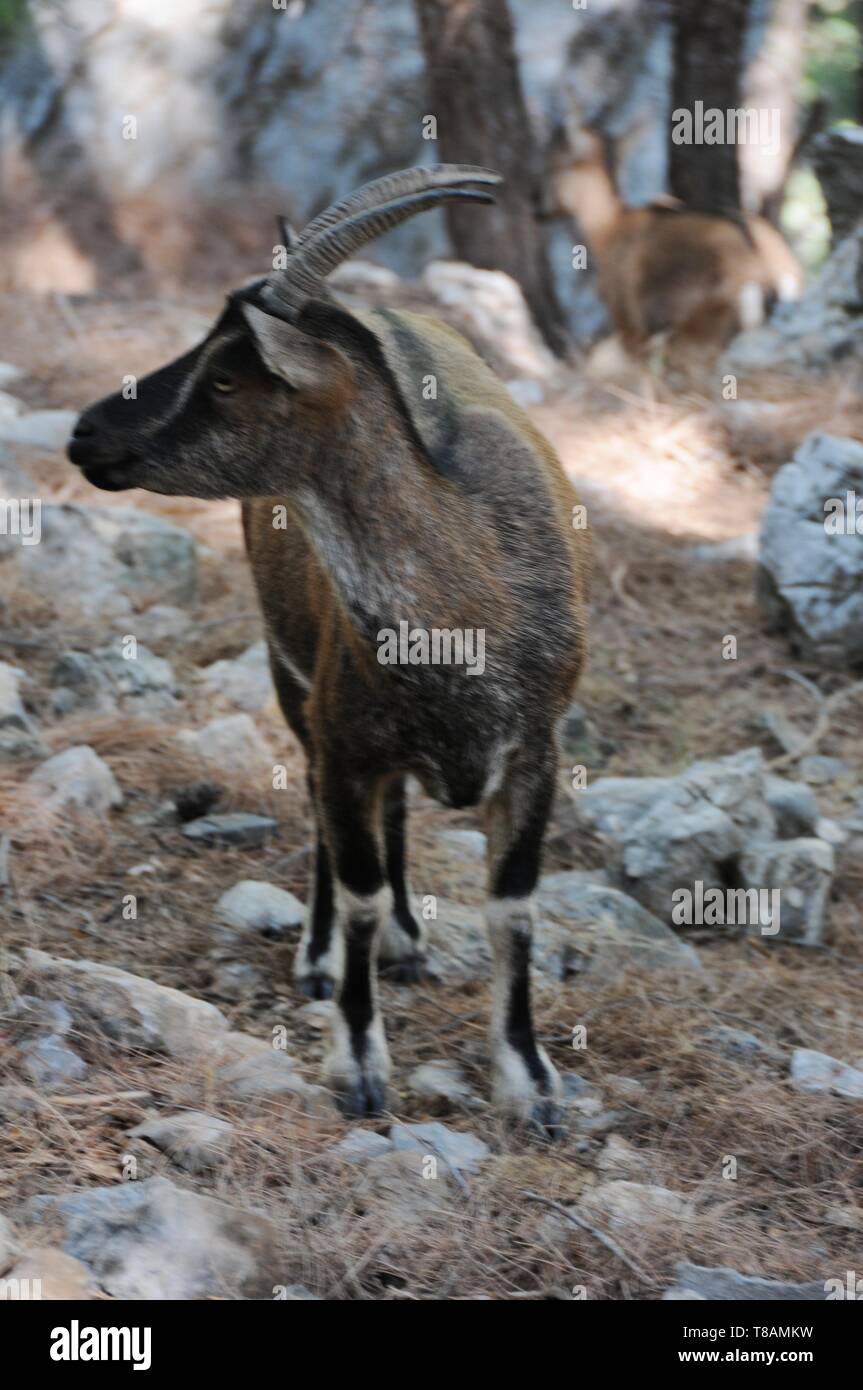 Chèvre sauvage dans la gorge Samarià, Crete Banque D'Images