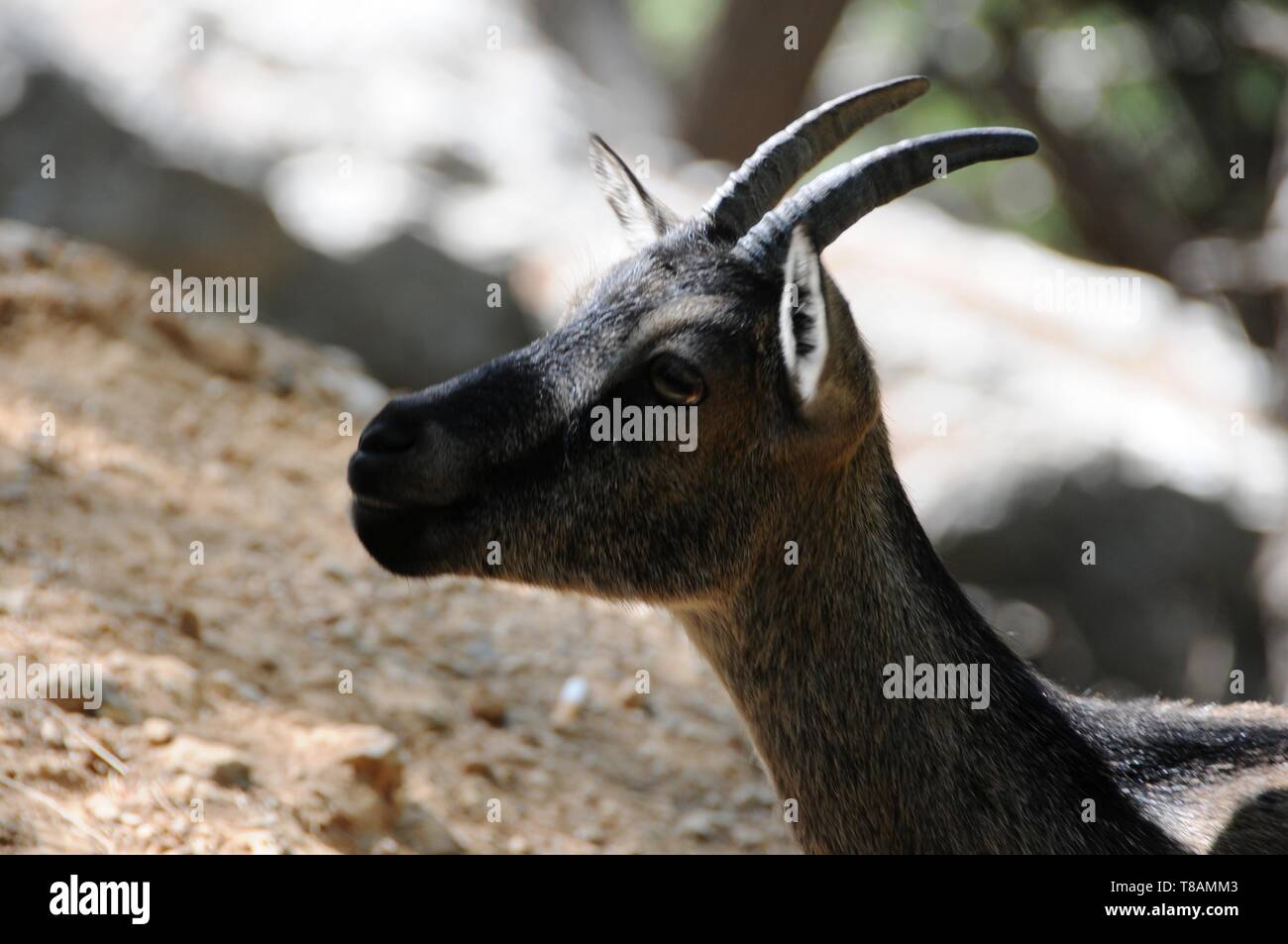 Chèvre sauvage dans la gorge Samarià, Crete Banque D'Images