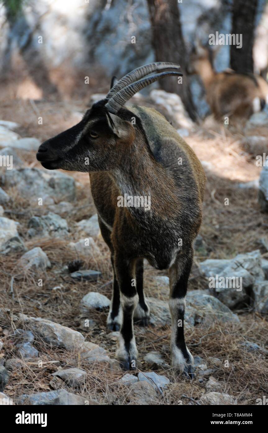 Chèvre sauvage dans la gorge Samarià, Crete Banque D'Images