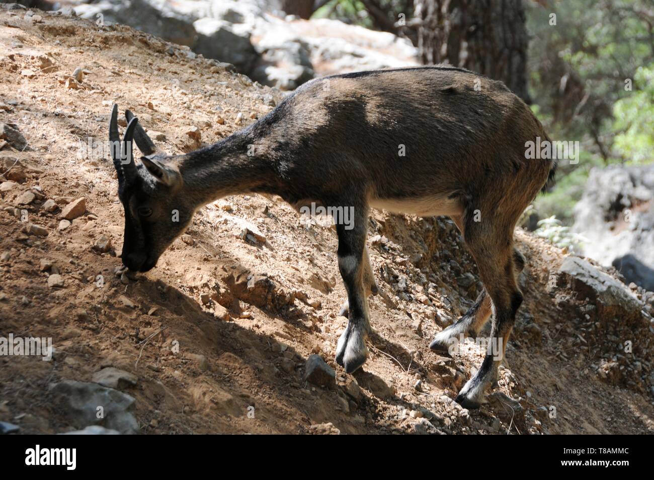 Chèvre sauvage dans la gorge Samarià, Crete Banque D'Images