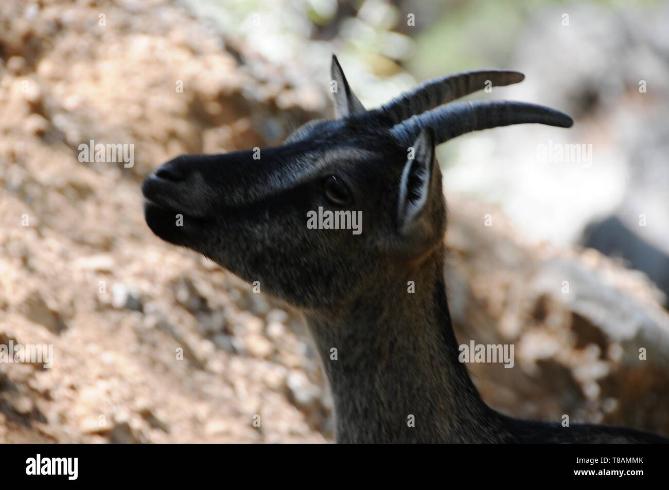Chèvre sauvage dans la gorge Samarià, Crete Banque D'Images