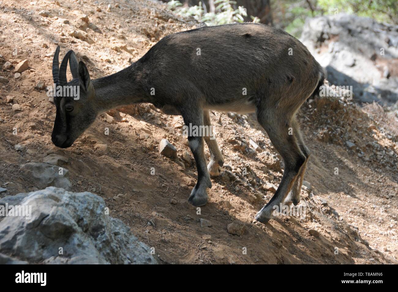 Chèvre sauvage dans la gorge Samarià, Crete Banque D'Images