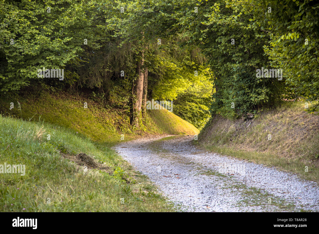 Tunnel de feuillage en chemin rural non pavées comme concept pour perspective l'avenir incertain Banque D'Images