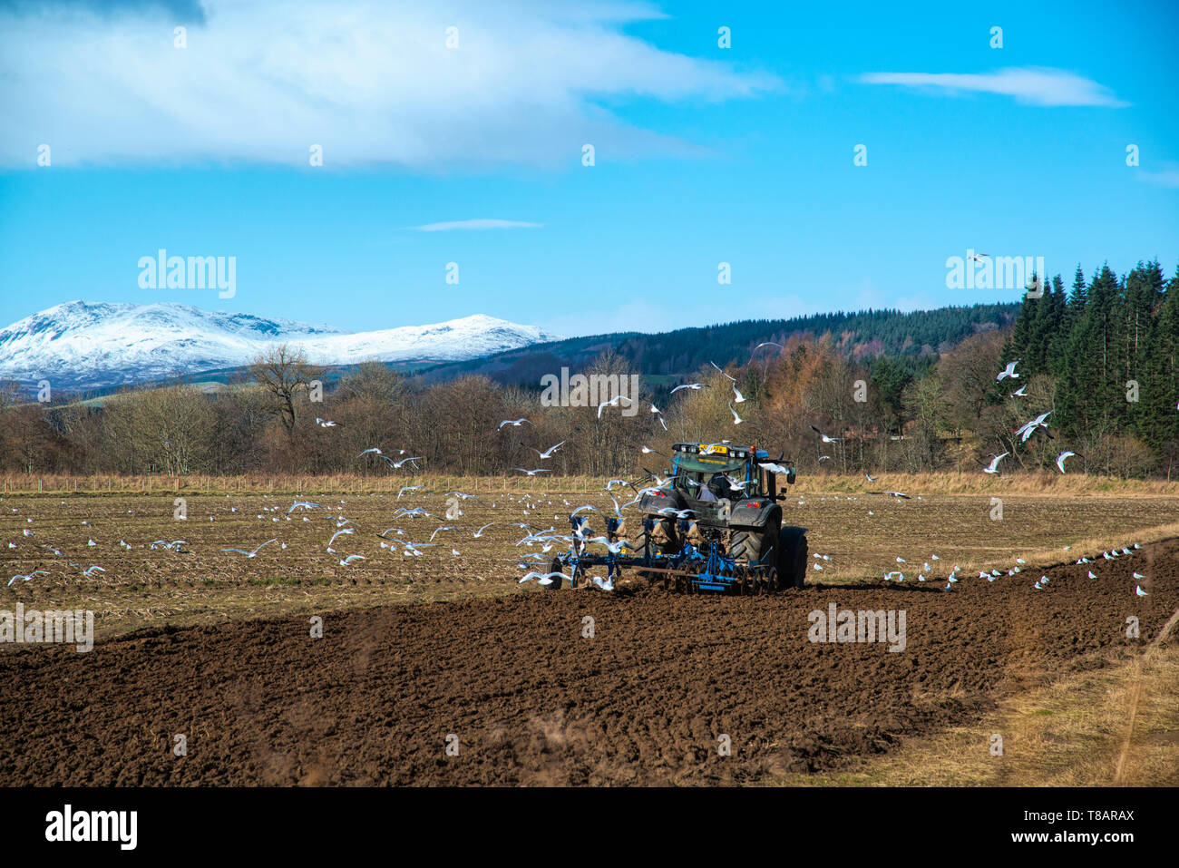 Agriculteur de tracteur, travaillant les terres arables, Perthshire, Écosse, Royaume-Uni Banque D'Images