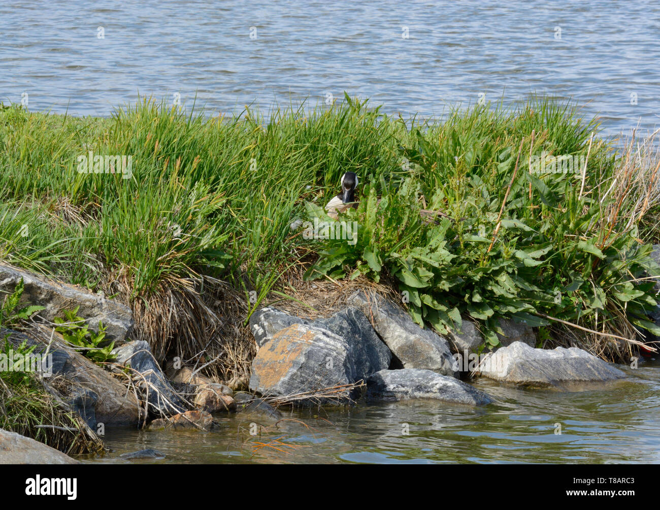 Canada goose à côte du lac et assis sur nid d'oeufs de sorte qu'elle et nest sont pour la plupart cachés par l'herbe verte de plus en plus rapidement et la végétation Banque D'Images