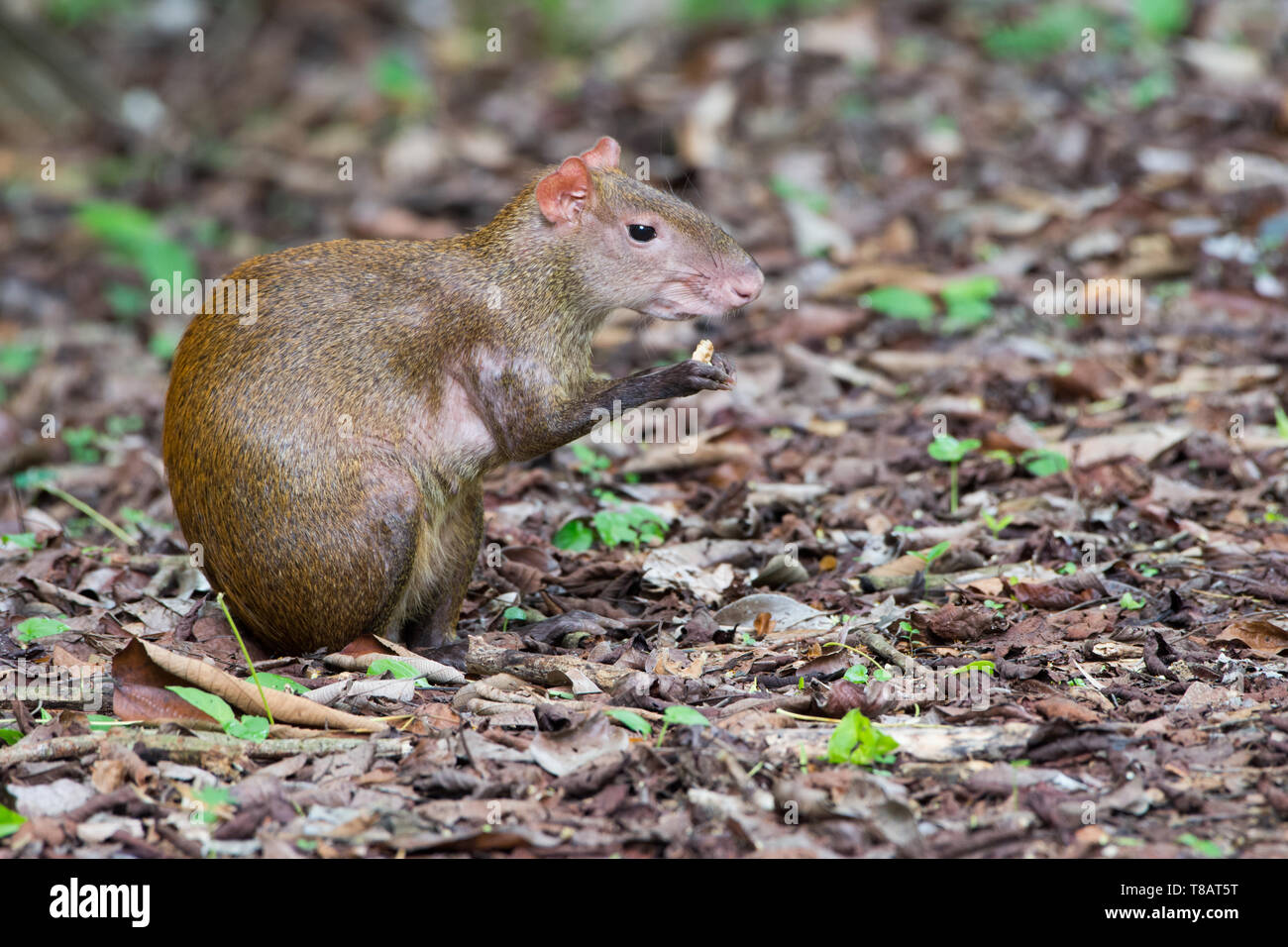 Agouti d'Amérique centrale (Dasyprocta punctata) manger un cracker au Panama Banque D'Images