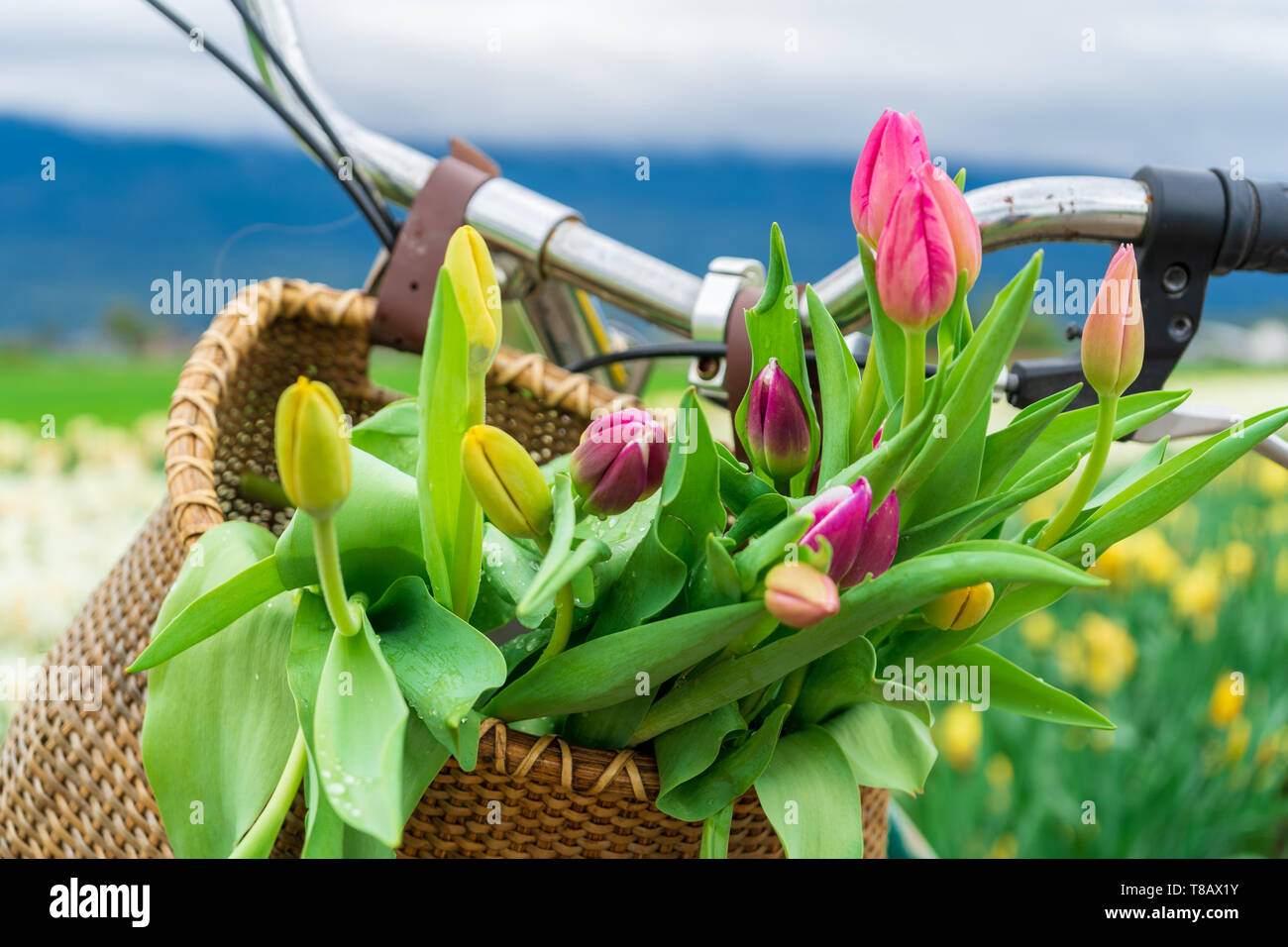 Close up of tulip fleurs dans un panier de vélo, avec guidon montrant, sur un champ de fleurs, au printemps. Banque D'Images