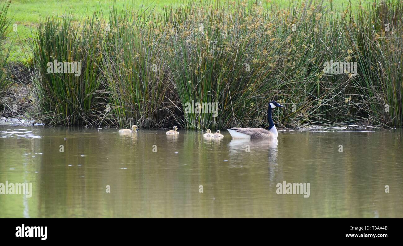 La mère l'oie oisons guides ses quatre sur un étang toujours au bord de l'eau. Banque D'Images