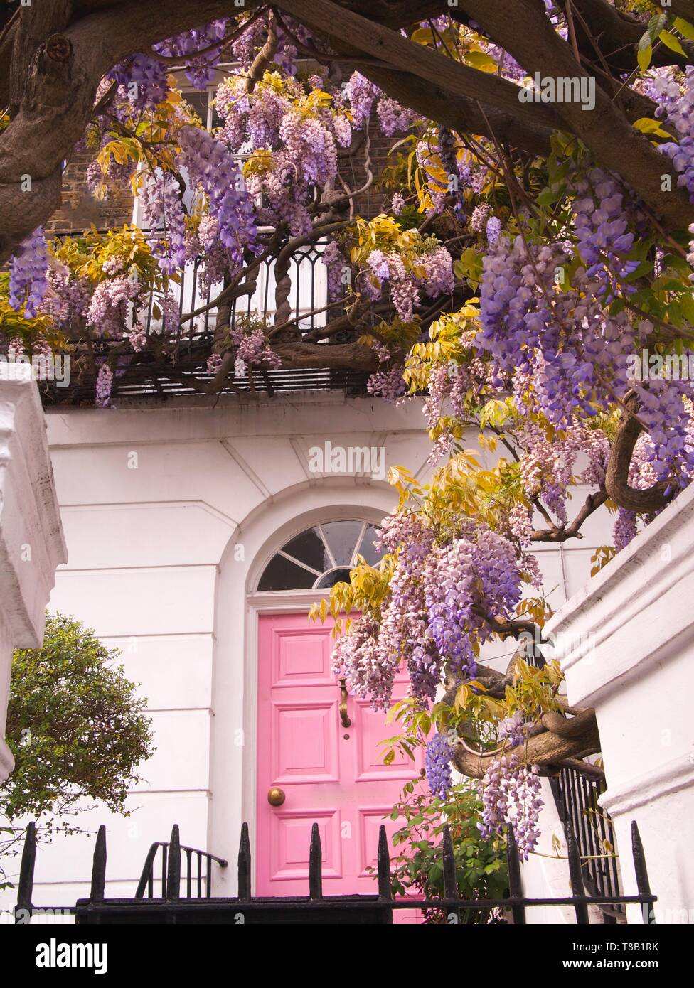 Blossoming glycine grimpant sur une maison rose avec porte dans Notting Hill, Londres, Royaume-Uni. Banque D'Images