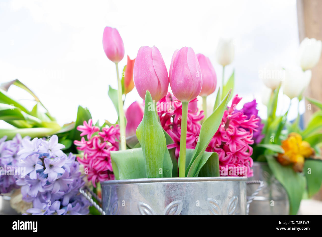Vue rapprochée d'un arrangement floral de tulipes et autres fleurs dans un vintage tin can, avec lumière du jour très lumineux et un fond blanc. Banque D'Images