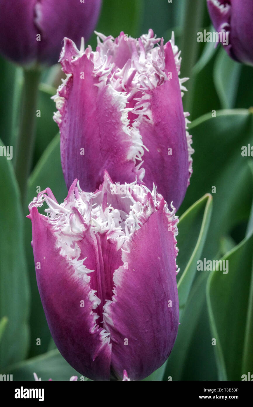 Tulipes à franges violettes dans le jardin de printemps de lit de fleur, fleurs en gros plan Tulipa Cummins Banque D'Images