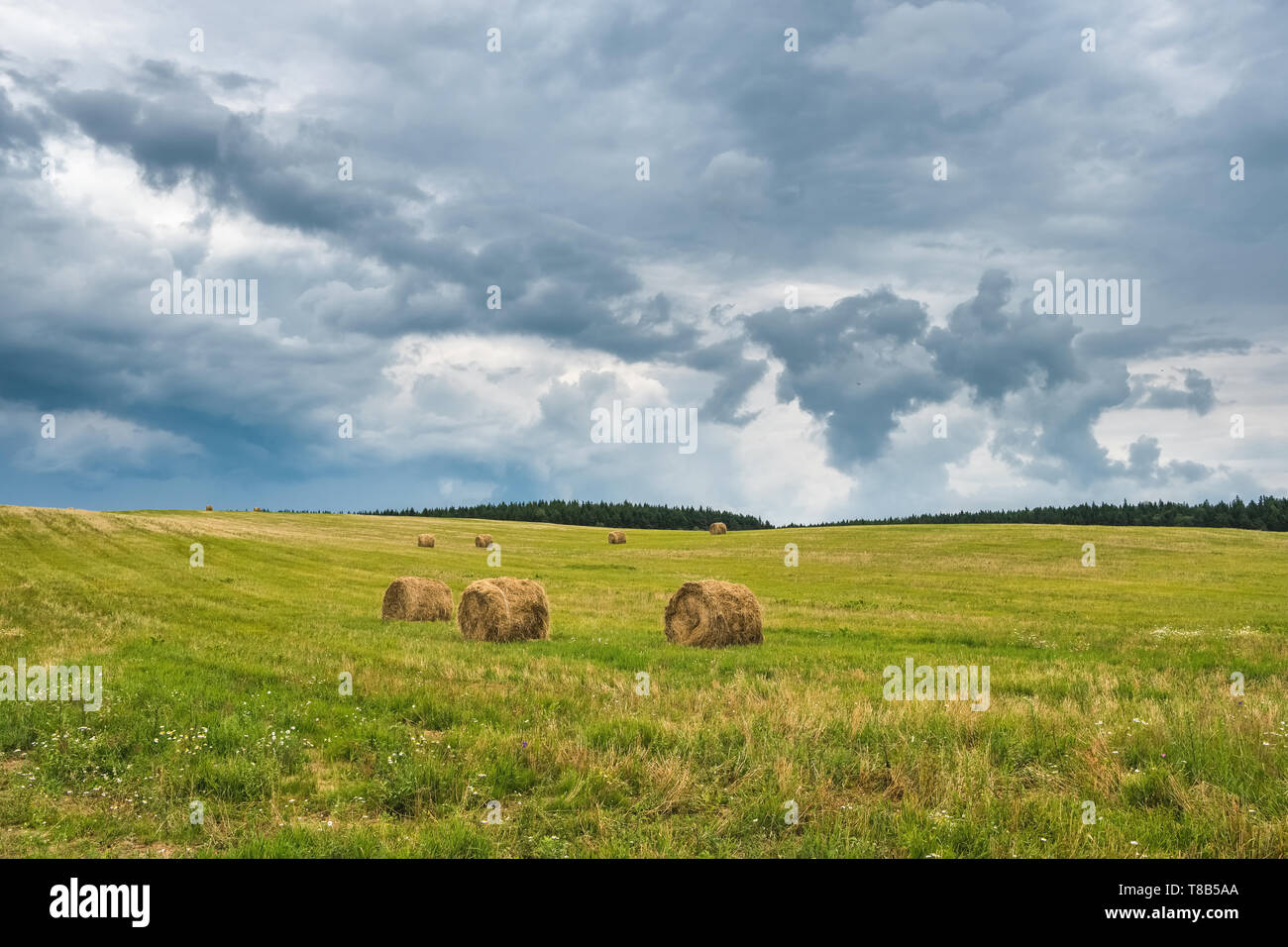 Paysage rural domaine prairie avec meules de foin après la récolte en Biélorussie Banque D'Images