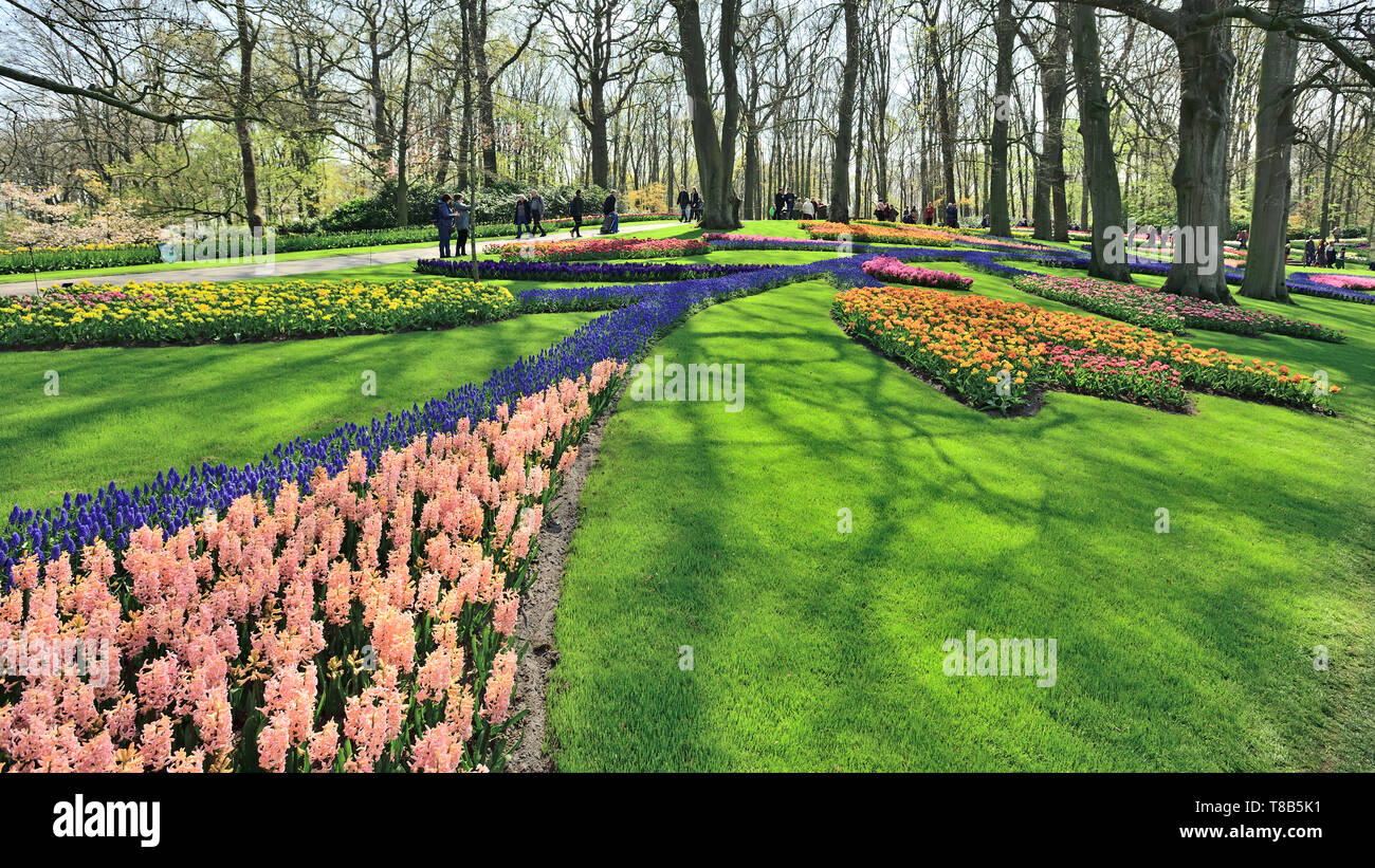 Photographié dans le Keukenhof jardin tulipes en avril 2019, tulipes et jacinthes en fleurs dans un lit de fleur Banque D'Images