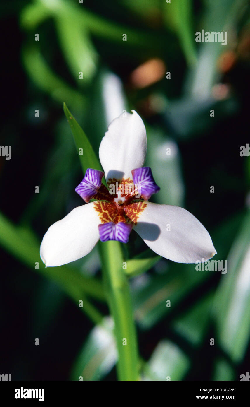 Iris marche ou apôtre plante (Neomarcia gracilis), Hawaii Banque D'Images