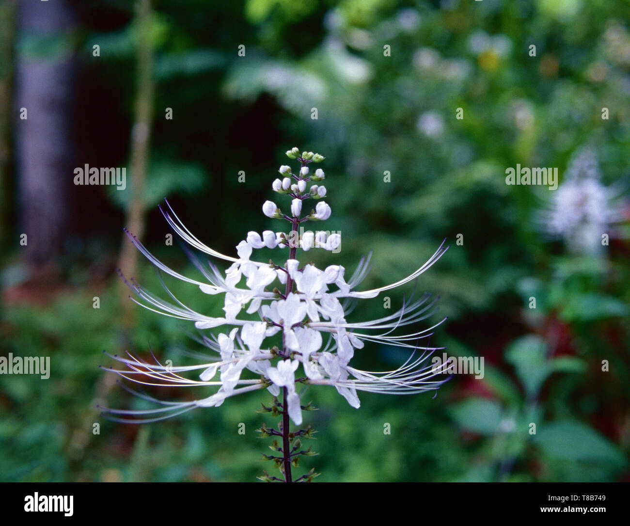 Les moustaches du chat d'Asie Banque D'Images