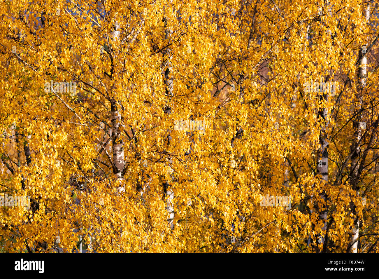 Le bouleau jaune automne fond feuillage Banque D'Images