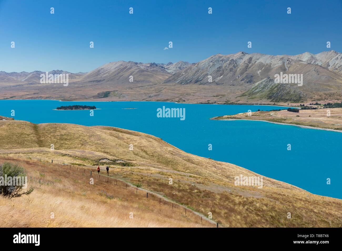 Nouvelle Zélande, île du Sud, région de Canterbury, le lac Tekapo Banque D'Images