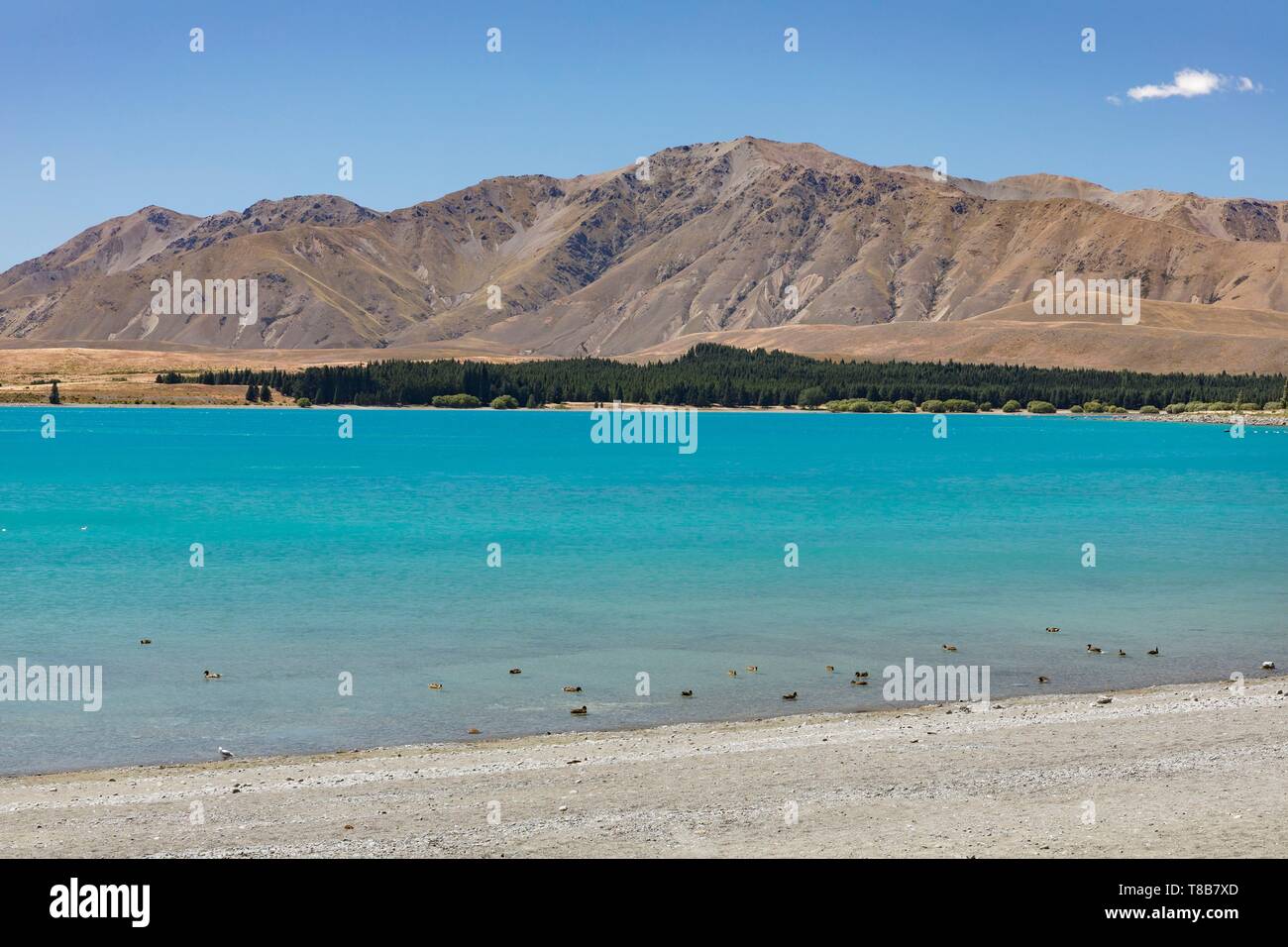 Nouvelle Zélande, île du Sud, région de Canterbury, le lac Tekapo Banque D'Images