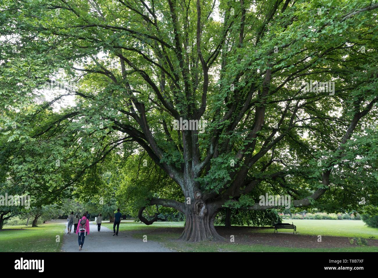 Nouvelle Zélande, île du Sud, région de Canterbury, Christchurch, jardin botanique, domaine de l'orme Banque D'Images