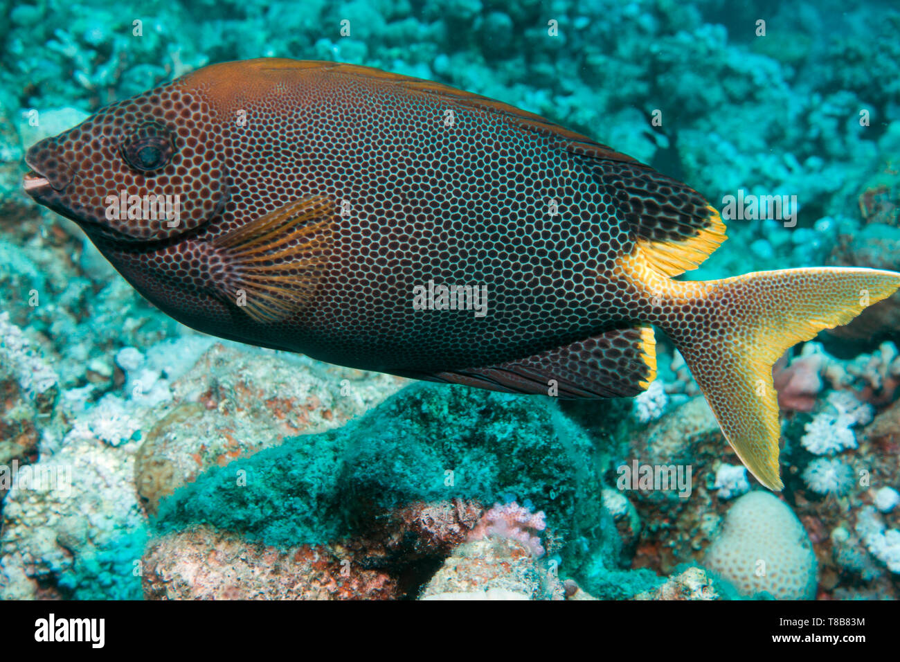 Close-up d'un poisson Lapin Honeycomb (Siganus stellatus) de la mer Rouge, Egypte Banque D'Images