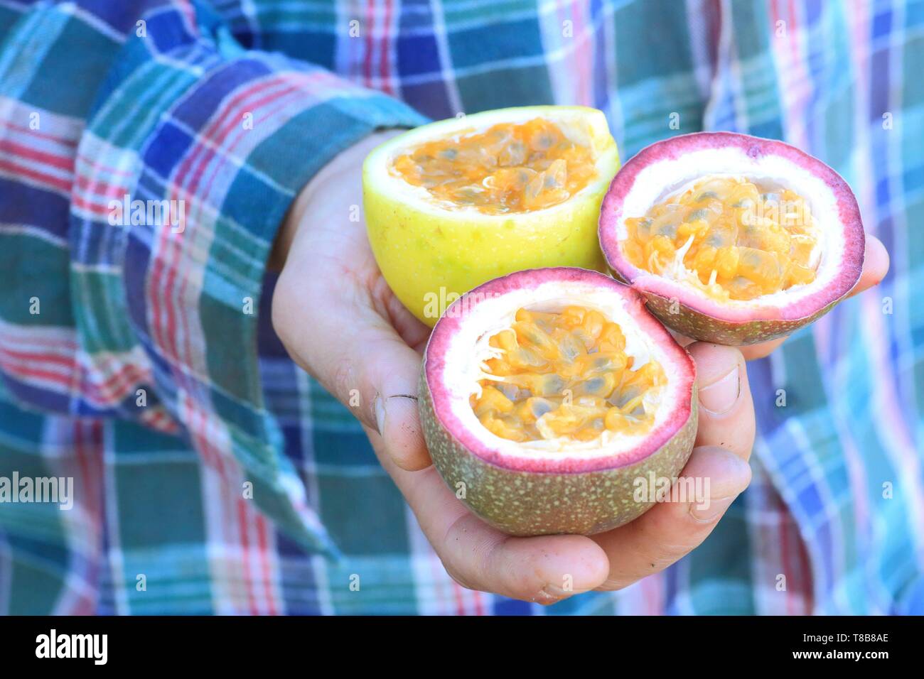 Le Portugal, l'île de Madère, le Ponta do Sol, différentes variétés de fruits de la passion (Passiflora edulis) Banque D'Images