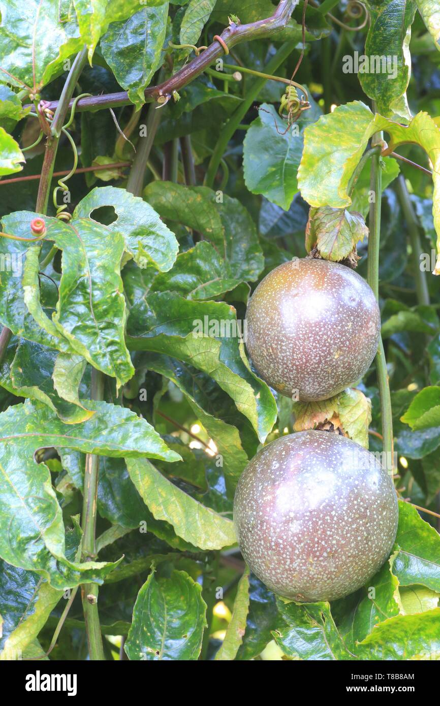 Le Portugal, l'île de Madère, le Ponta do Sol, la culture de fruits de la passion (Passiflora edulis) Banque D'Images