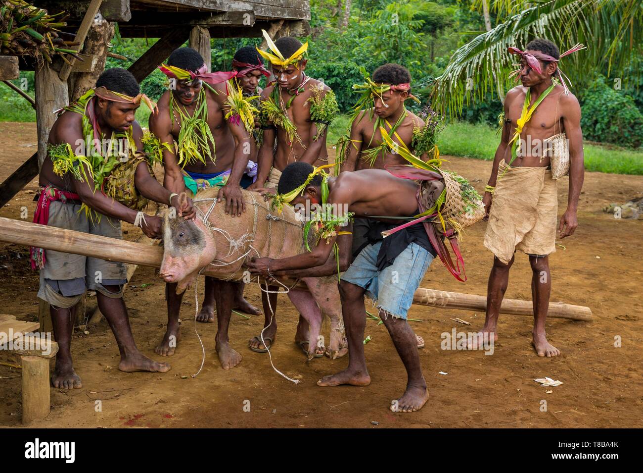 La Papouasie-Nouvelle-Guinée, l'île de la Nouvelle-Bretagne, la province de West New Britain, Cap, district de Gloucester, Rilmen Kimbe village, la préparation et le transport d'un cochon pour une cérémonie de circoncision Banque D'Images