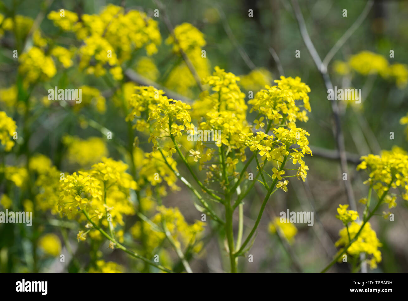 Bunias orientalis, Bain Turc, wartycabbage[warty-hill,chou moutarde, ou turc rocket fleurs jaunes aux beaux jours Banque D'Images