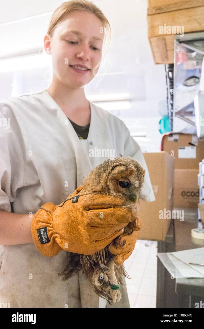 France, Cotes d'Armor, Côte de Granit Rose, Pleumeur Bodou, Grande Île, Station ornithologique de la Ligue de Protection des Oiseaux (LPO), Centre de soins de la faune, les soins d'un hibou Banque D'Images