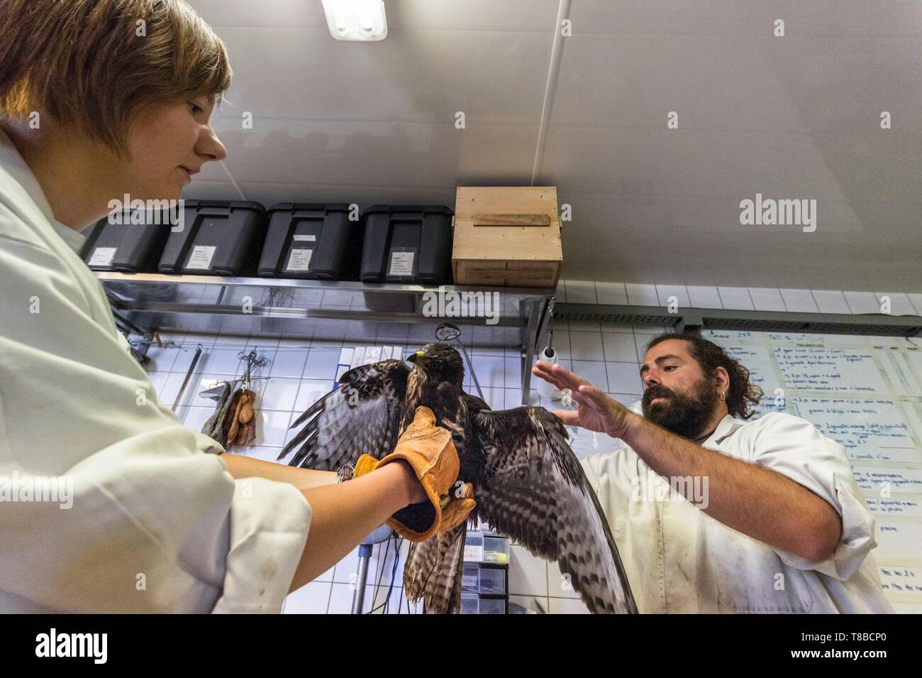 France, Cotes d'Armor, Côte de Granit Rose, Pleumeur Bodou, Grande Île, Station ornithologique de la Ligue de Protection des Oiseaux (LPO) de la faune, Centre de soins, de soins sur une buse Banque D'Images