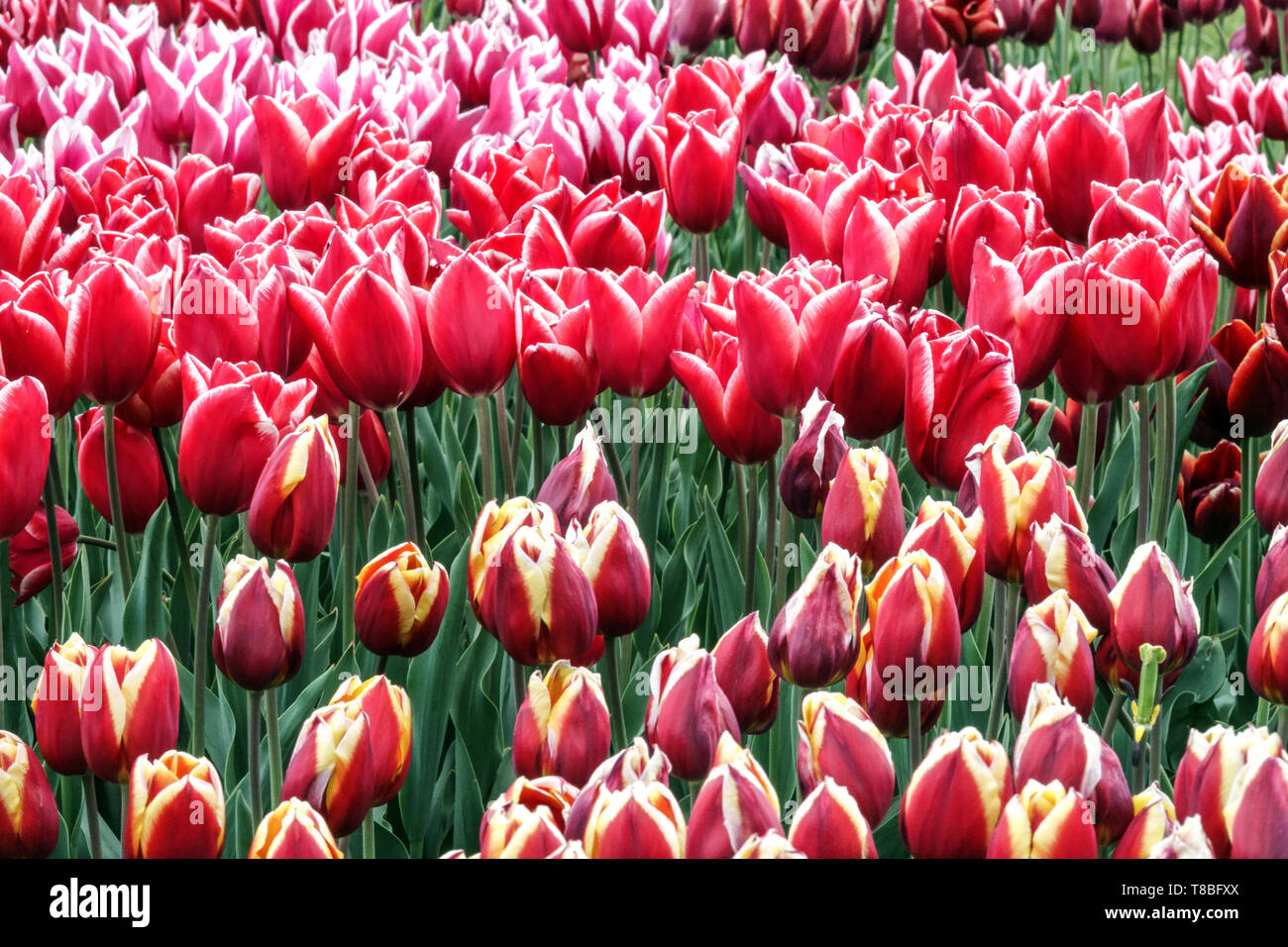 Lits de fleurs de tulipes mixtes printemps coloré fleurs de jardin de tulipes rouges Banque D'Images