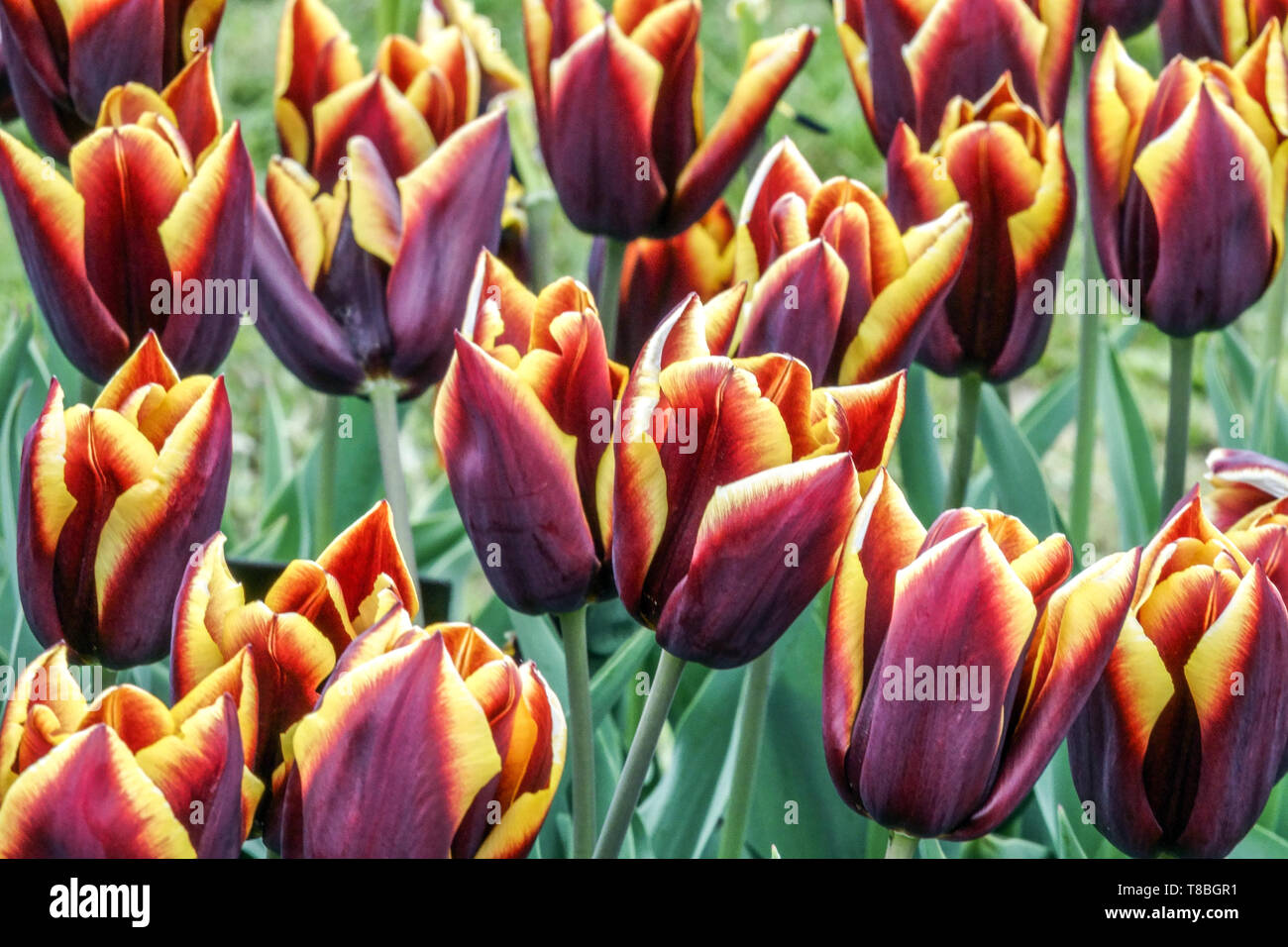 Combinaison de couleurs de tulipes dans le lit Banque D'Images