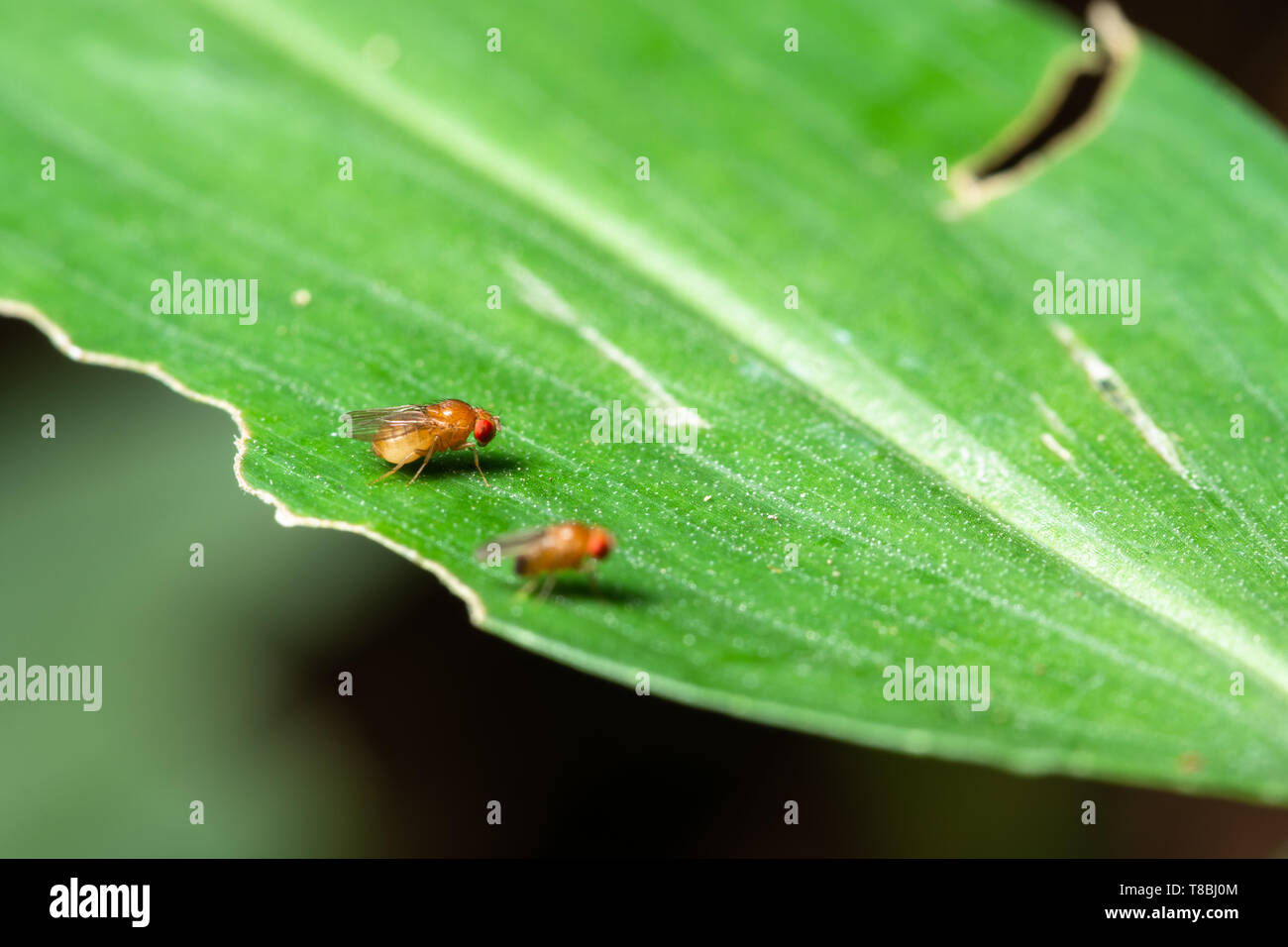 Drosophila macro sur feuilles vertes Banque D'Images