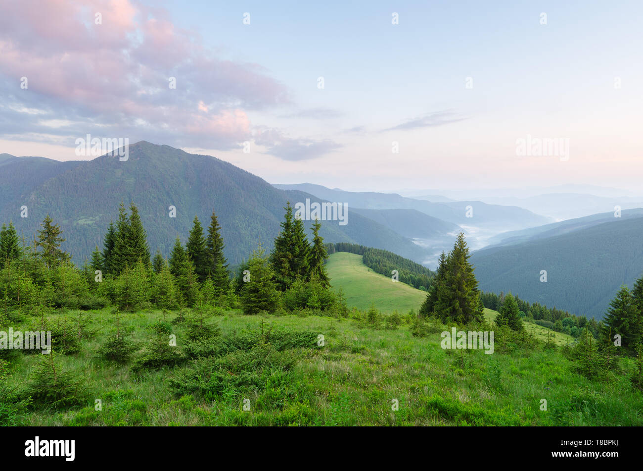 Paysage d'été sur un matin ensoleillé. Forêt de sapins dans les montagnes. L'herbe verte dans la prairie. La beauté dans la nature. Carpates, l'Ukraine, l'Europe Banque D'Images