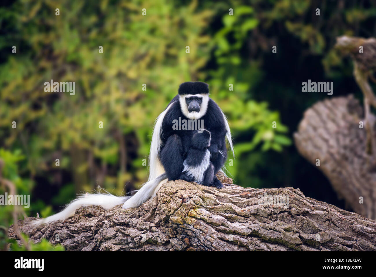 Fuligineux guereza et son bébé Banque D'Images