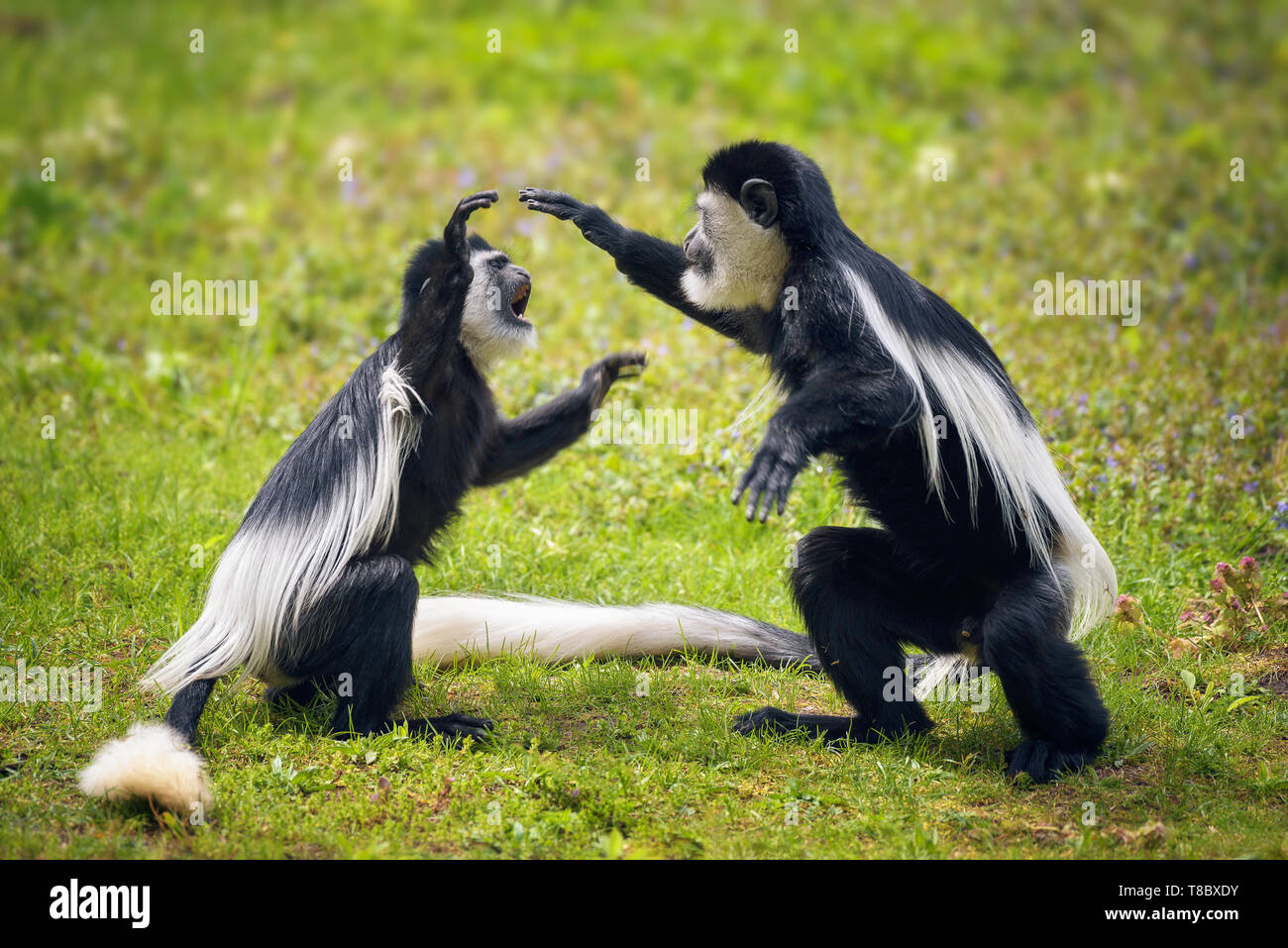 Deux singes guereza manteau combats en herbe Banque D'Images